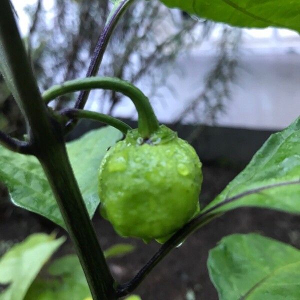 Capsicum chinense Froito