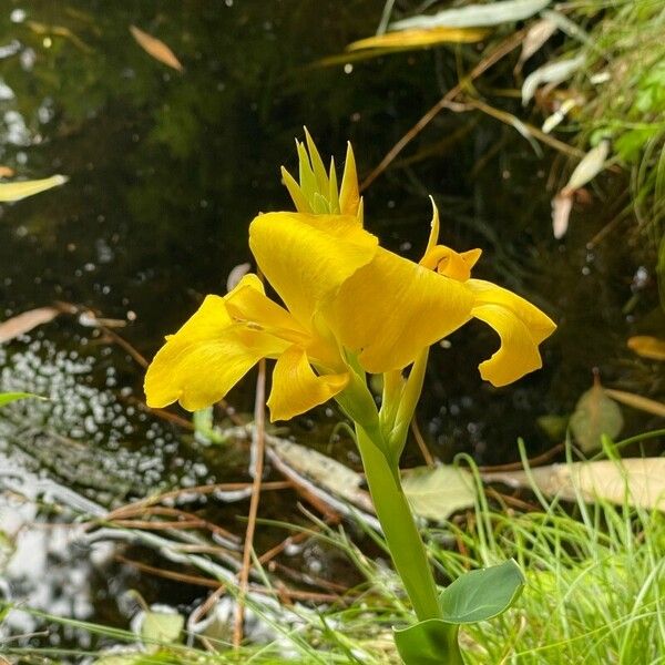 Canna flaccida Kukka