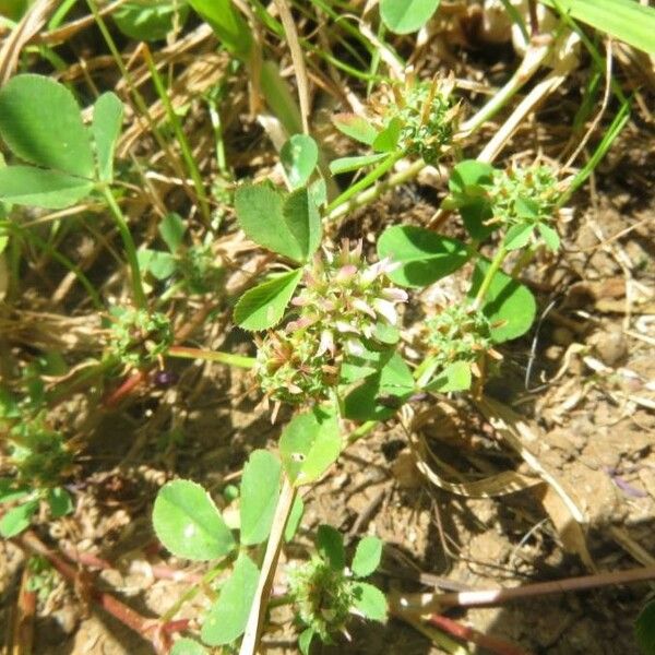 Trifolium glomeratum Kvet