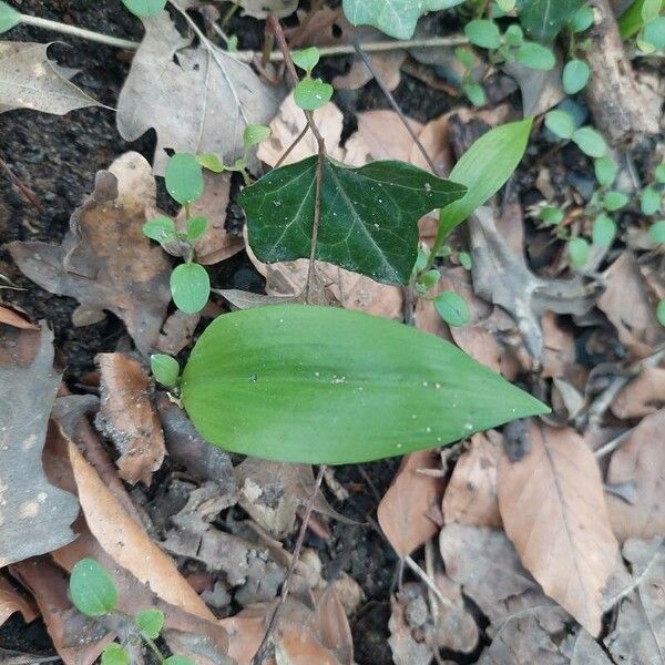 Allium ursinum Fuelha