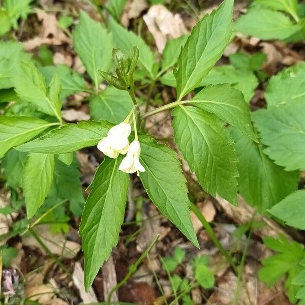 Cardamine enneaphyllos 花