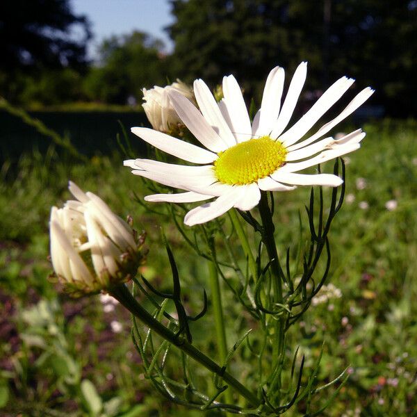 Leucanthemum vulgare Cvet