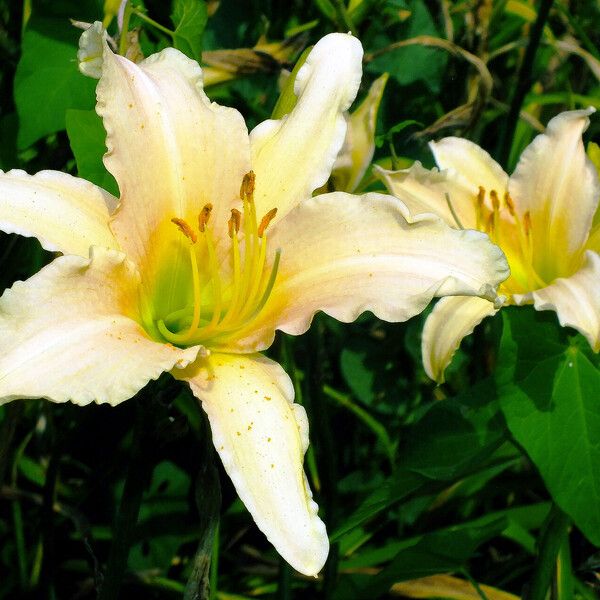 Hemerocallis fulva Cvet