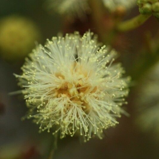Acacia mearnsii Virág