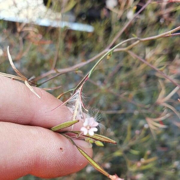 Epilobium brachycarpum Blüte