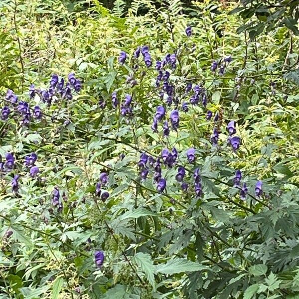 Aconitum × cammarum 花