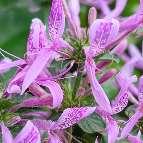 Hypoestes aristata Flower