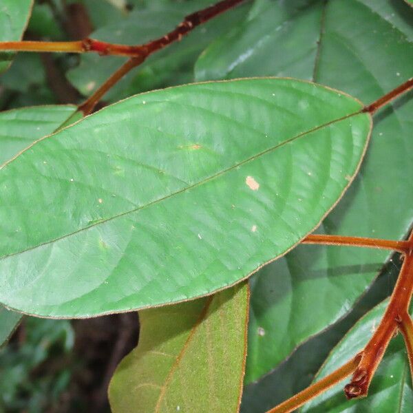 Elaeocarpus ferrugineus برگ