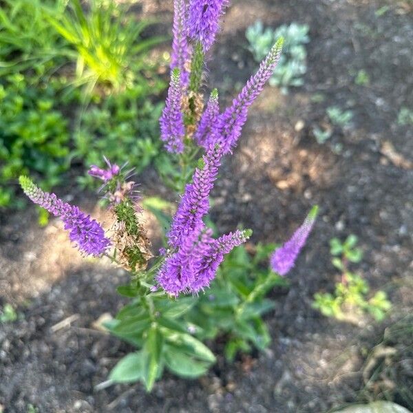 Veronica longifolia Floro