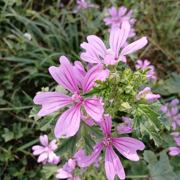 Malva sylvestris Flor