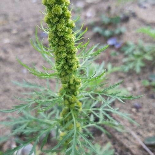 Artemisia biennis Õis