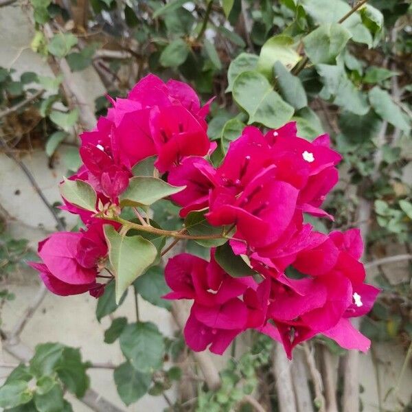 Bougainvillea spectabilis 花