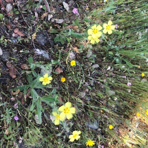 Helianthemum ledifolium عادت