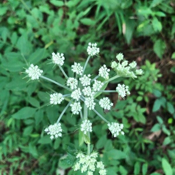 Angelica sylvestris Λουλούδι