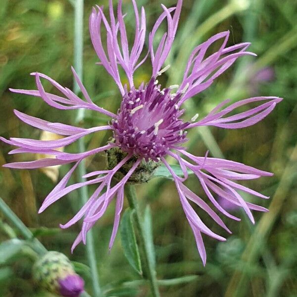 Centaurea stoebe 花