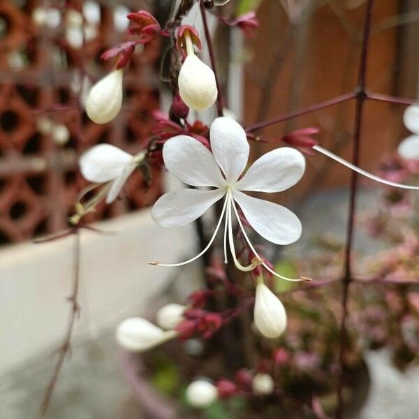 Clerodendrum laevifolium Fiore