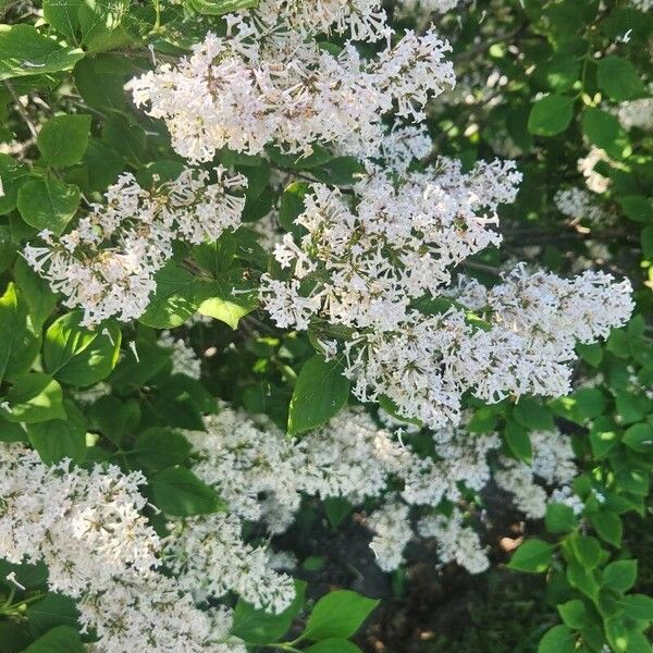 Syringa pubescens Flower