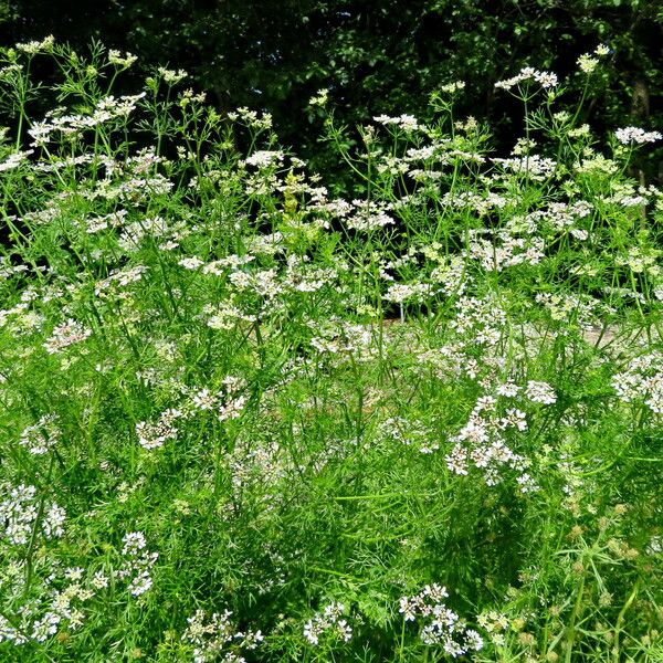 Pimpinella anisum Habit