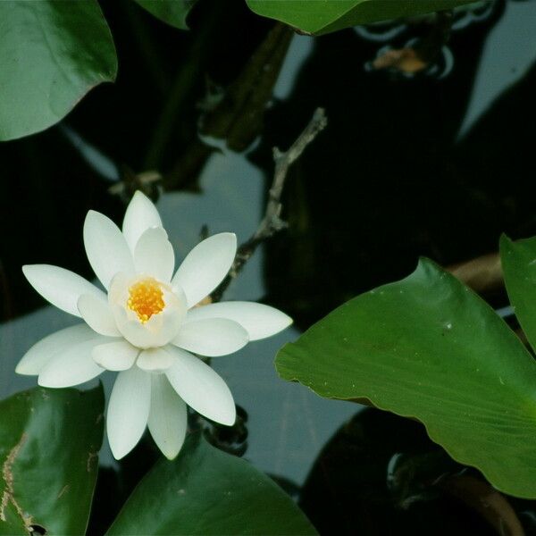 Nymphaea tetragona 花