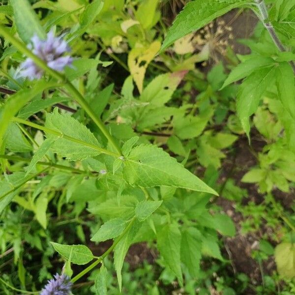 Agastache foeniculum List