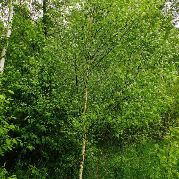 Betula occidentalis Habitat