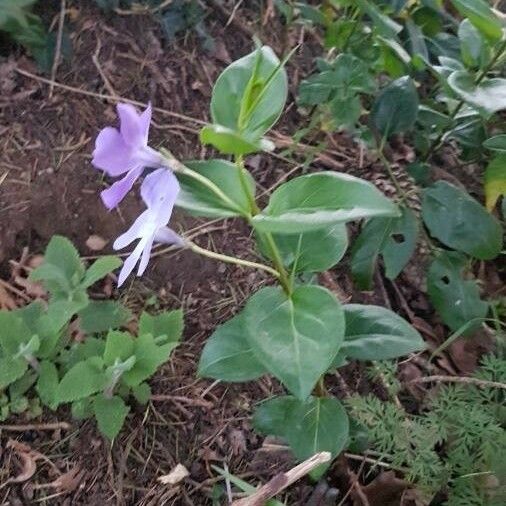 Vinca major Blomma