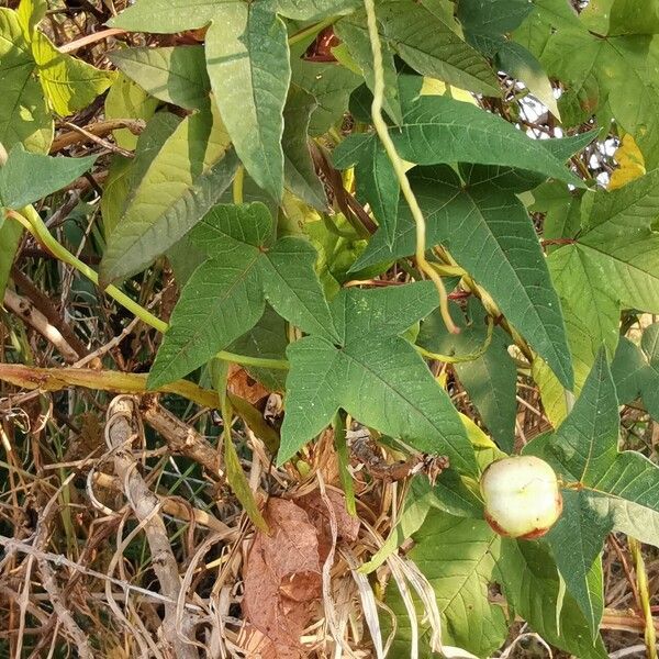 Ipomoea mauritiana ഇല