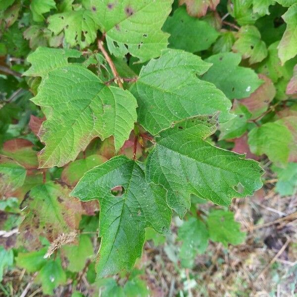 Viburnum opulus Leht