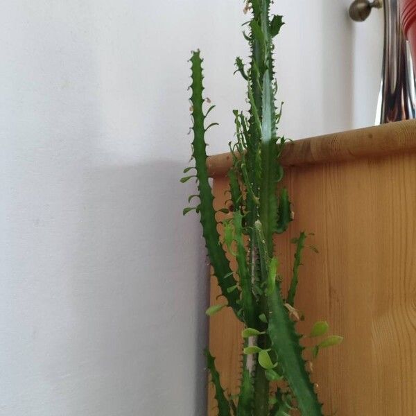 Euphorbia trigona Лист