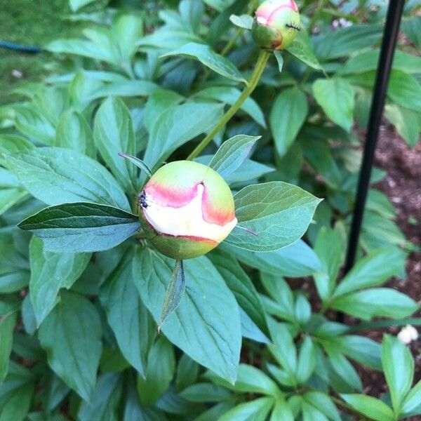 Paeonia lactiflora Cvet