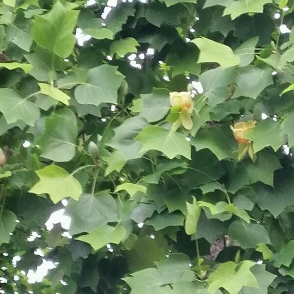 Liriodendron tulipifera Цветок