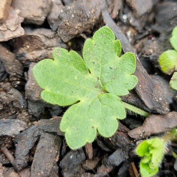 Ranunculus parviflorus Leaf