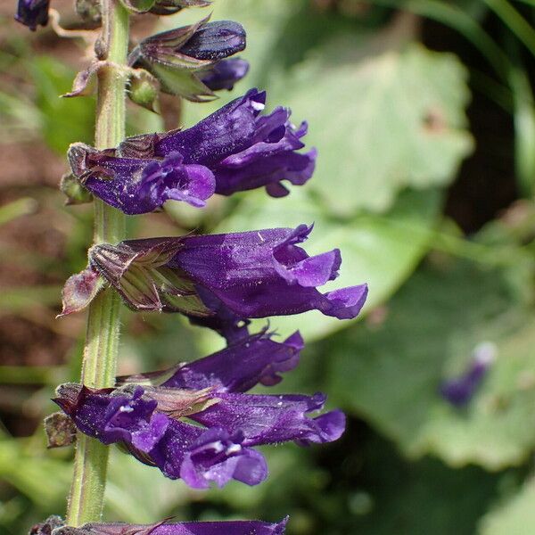 Horminum pyrenaicum Flower