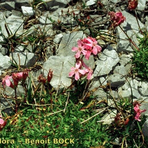 Saponaria caespitosa Staniste