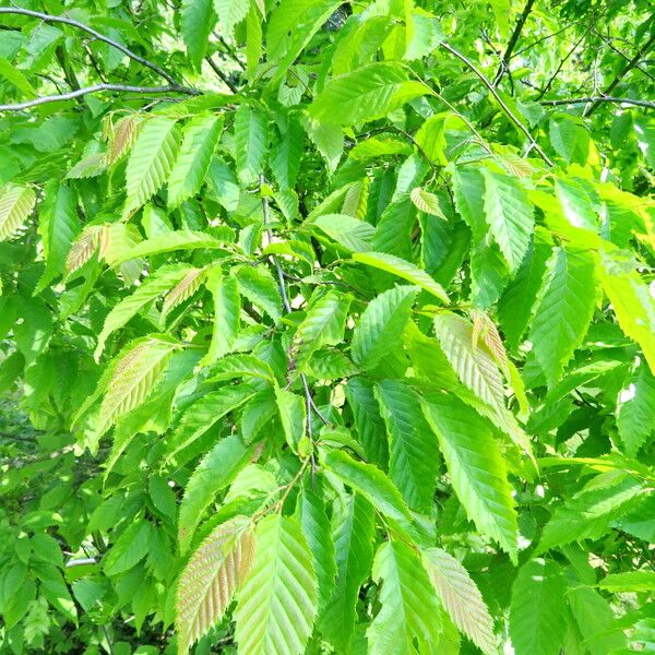 Carpinus caroliniana Liść