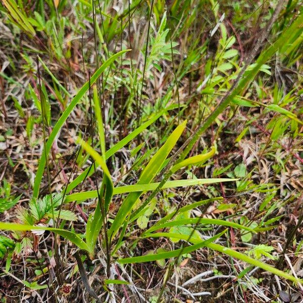 Triantha glutinosa Feuille