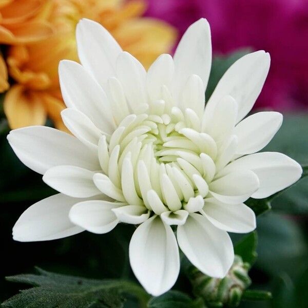 Chrysanthemum indicum 花