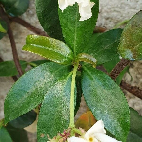 Trachelospermum jasminoides Blatt