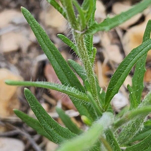 Chorispora tenella Lubje