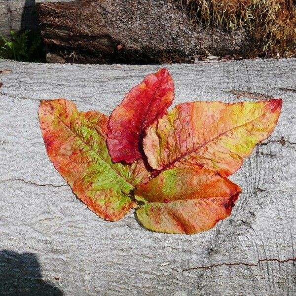 Rumex aquaticus Blad