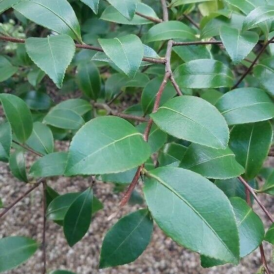 Camellia sasanqua Blad