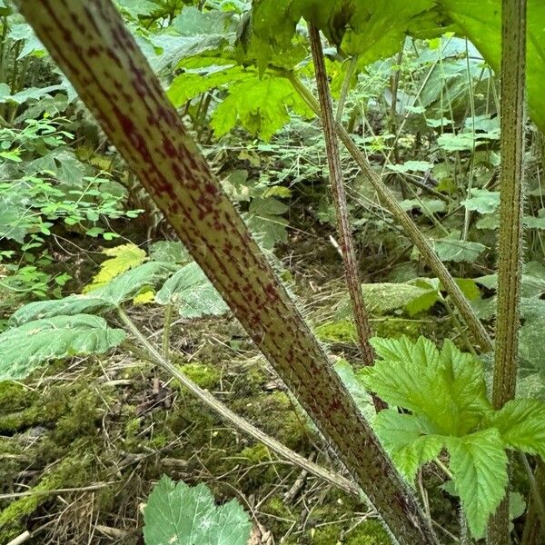 Heracleum maximum Casca