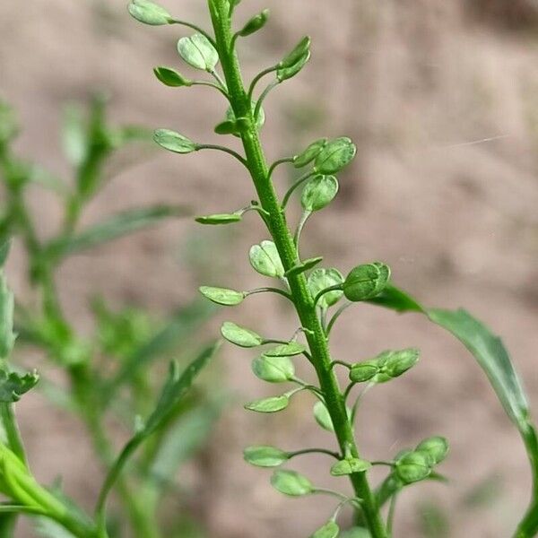 Lepidium densiflorum Plod