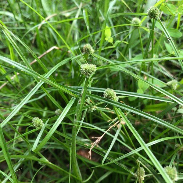 Cyperus hortensis Hábito