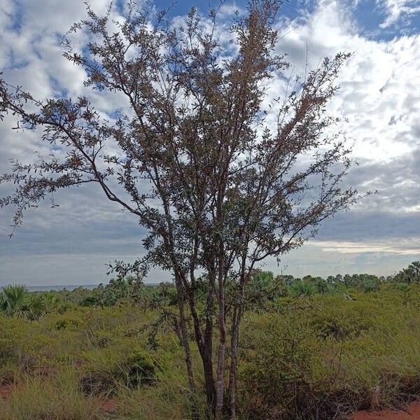 Euclea divinorum 整株植物