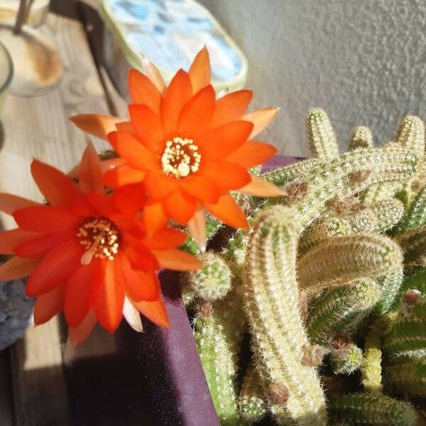 Chamaecereus silvestrii Цвят