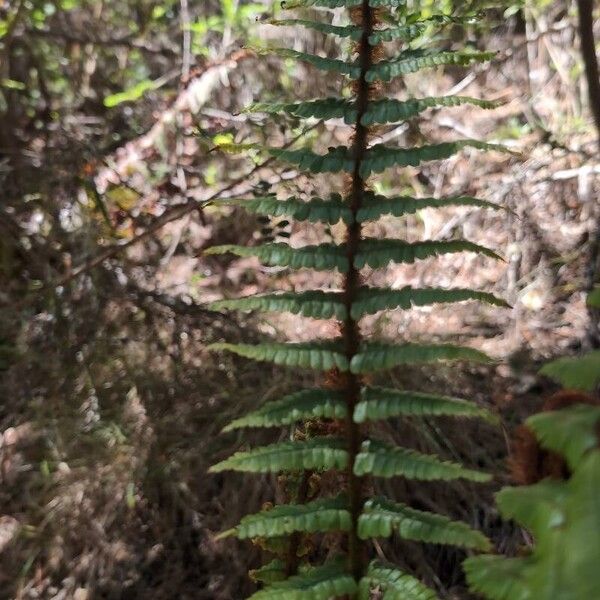 Dryopteris wallichiana Folha