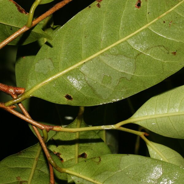 Sarcaulus brasiliensis Leaf