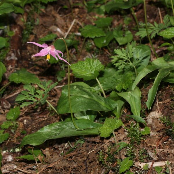 Erythronium revolutum 整株植物