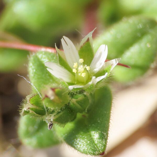 Cerastium semidecandrum 花